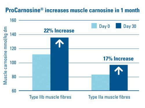 increase horse muscle carnosine