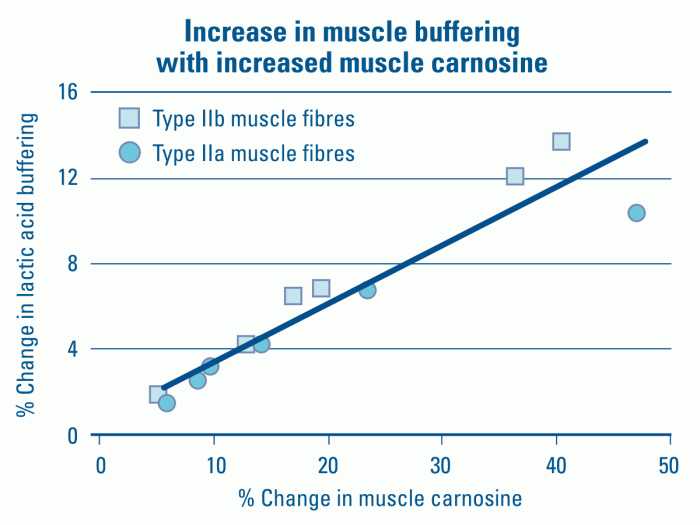 increase in muscle buffering