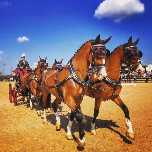 Chester Webber advocates STORM for driving horses